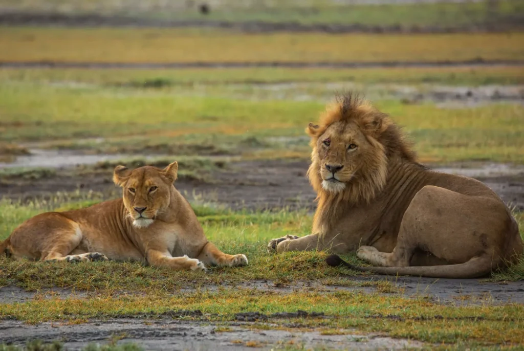 Tanzania Safaris