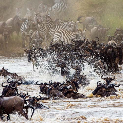 Serengeti Migration Kili2safaris