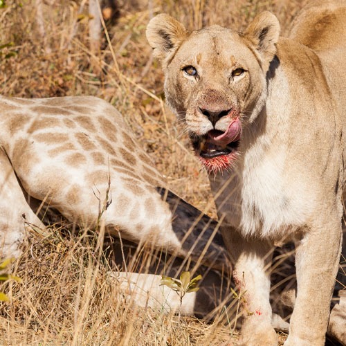 Tanzania big cat safaris wildlife