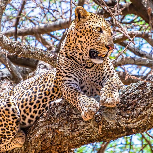 Tanzania wildlife Safaris