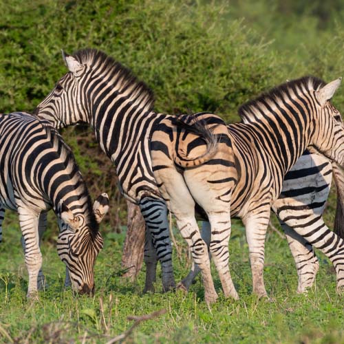 tanzania girafe wildlife safaris