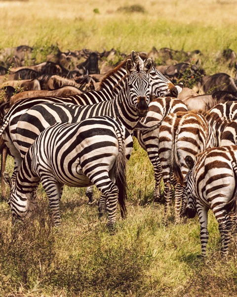 Wildebeest herd crossing the Serengeti during the Great Migration in Tanzania, surrounded by zebras on the African savannah.